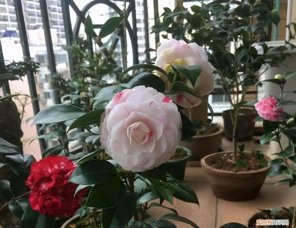 茶花花苞多久绽放，11月是茶花“花芽分化”关键期，几个小窍门，不再掉花苞