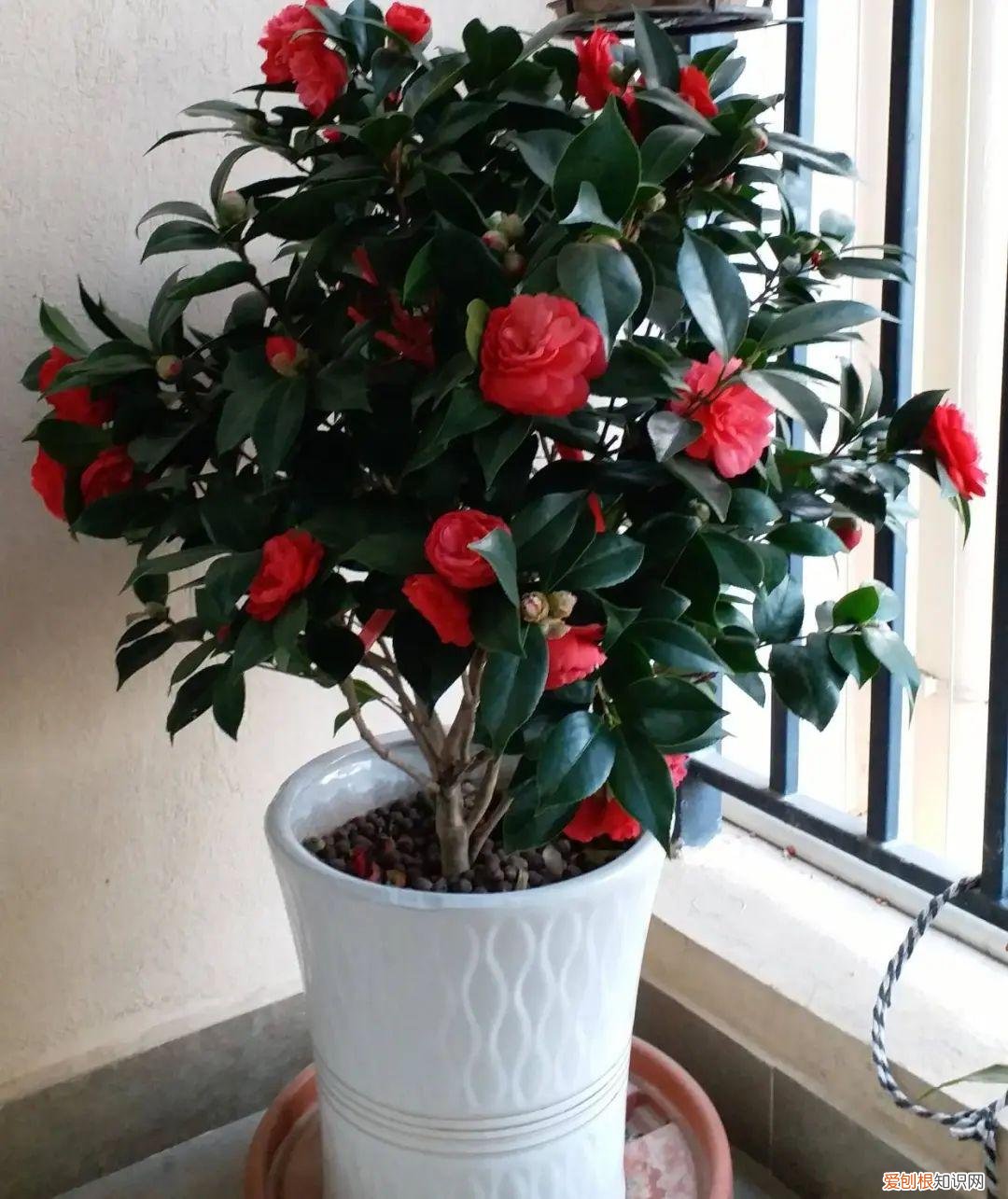茶花花苞多久绽放，11月是茶花“花芽分化”关键期，几个小窍门，不再掉花苞