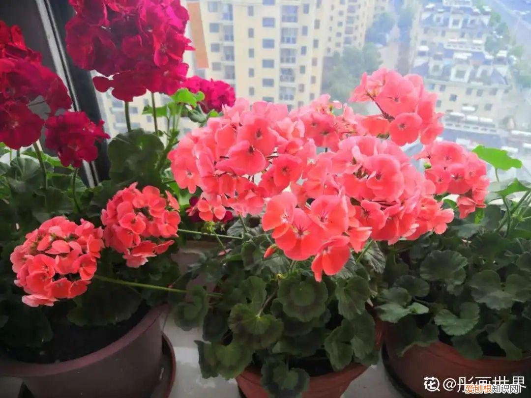 成活率高的花种子，20种花不用买，开完花等20天，爆出好多种子