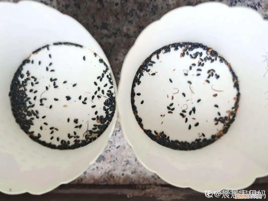成活率高的花种子，20种花不用买，开完花等20天，爆出好多种子