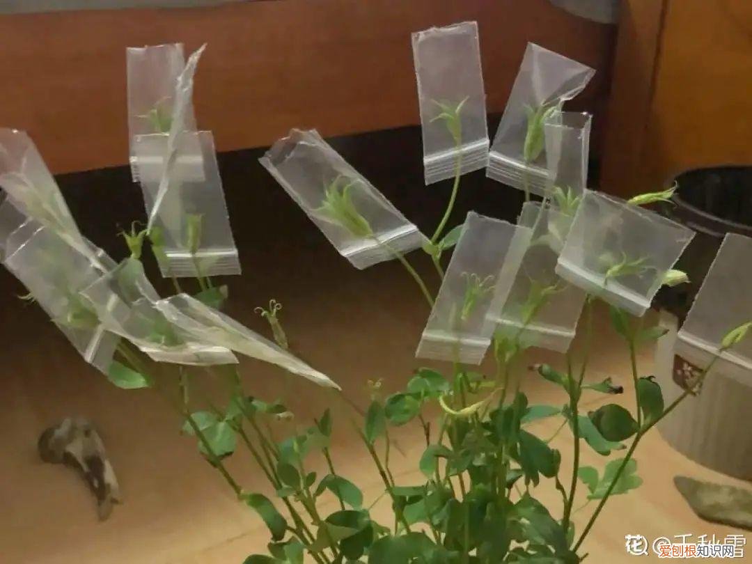 成活率高的花种子，20种花不用买，开完花等20天，爆出好多种子