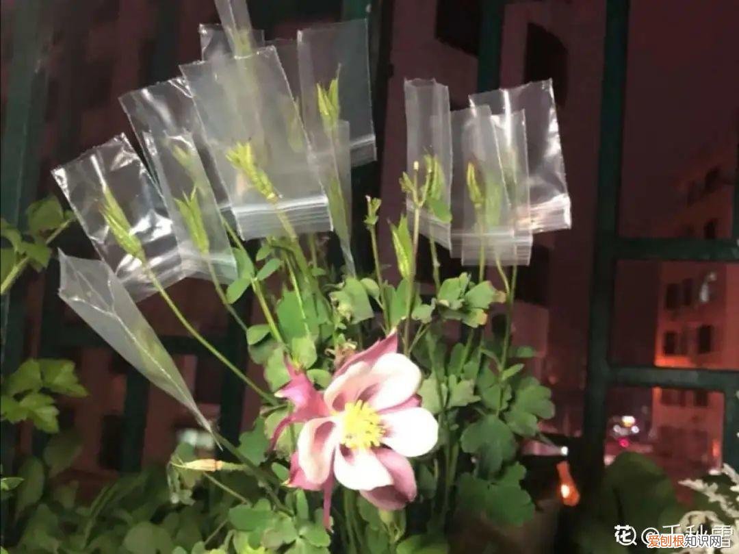 成活率高的花种子，20种花不用买，开完花等20天，爆出好多种子