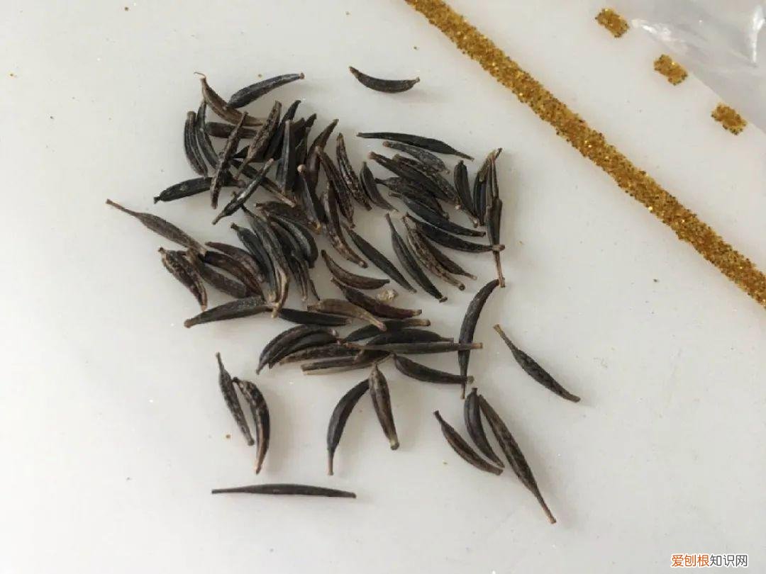 成活率高的花种子，20种花不用买，开完花等20天，爆出好多种子