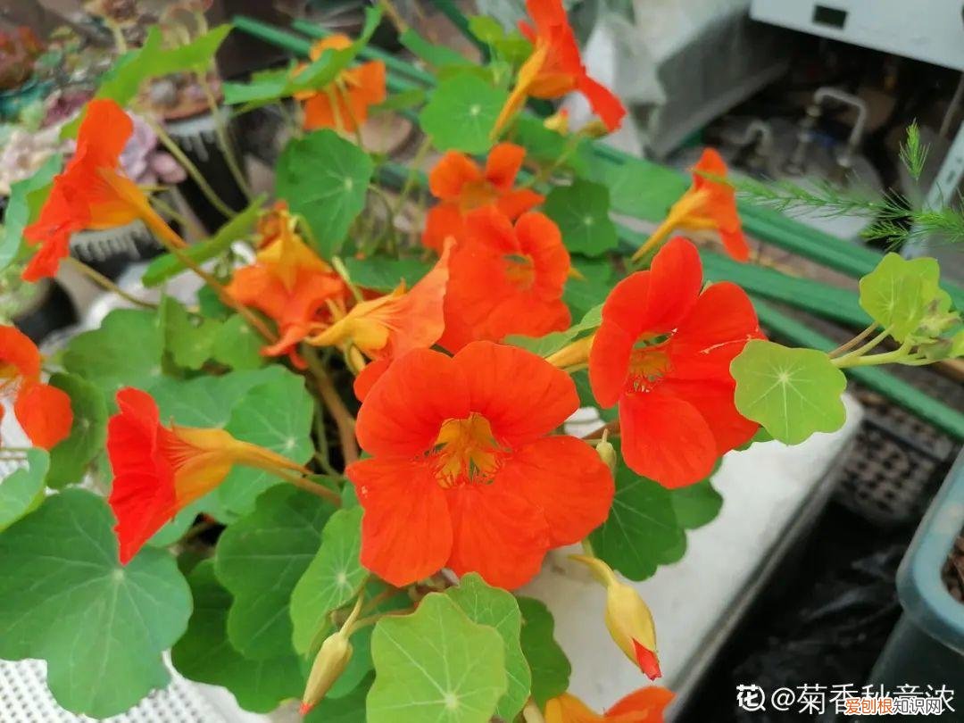 成活率高的花种子，20种花不用买，开完花等20天，爆出好多种子