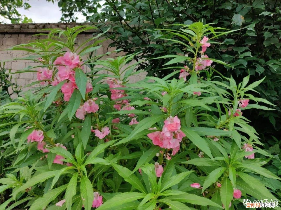 成活率高的花种子，20种花不用买，开完花等20天，爆出好多种子