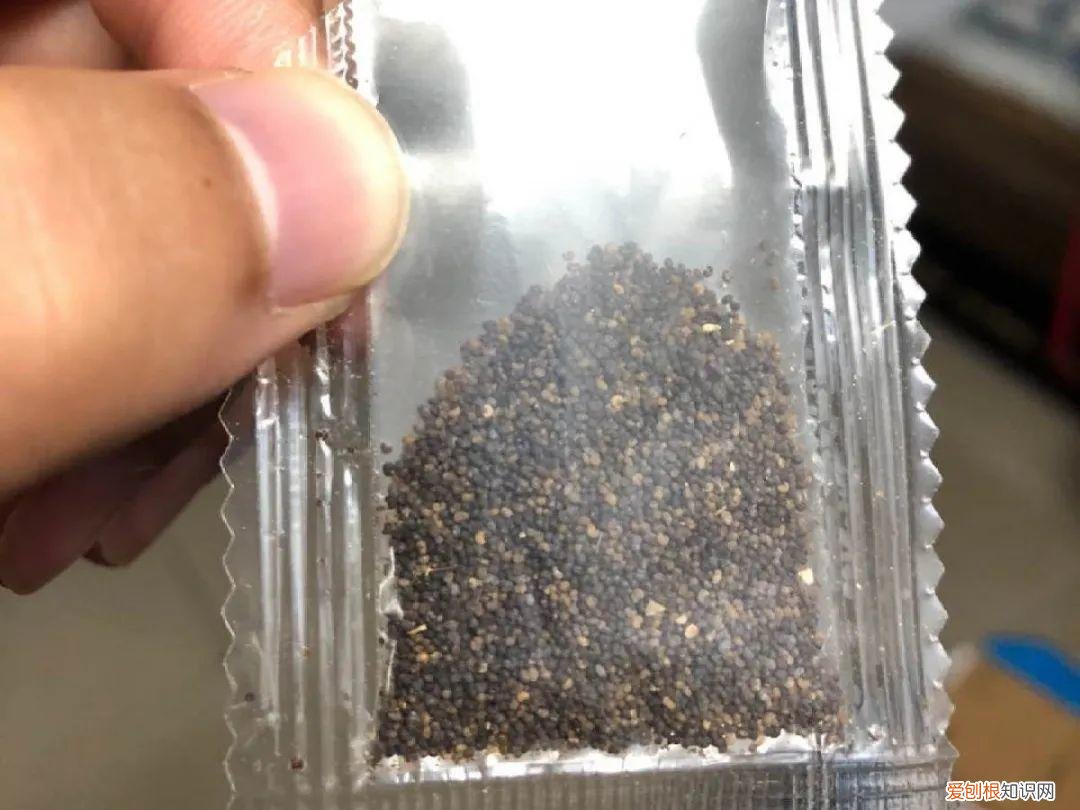 成活率高的花种子，20种花不用买，开完花等20天，爆出好多种子