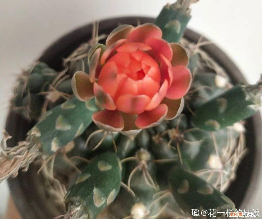 成活率高的花种子，20种花不用买，开完花等20天，爆出好多种子