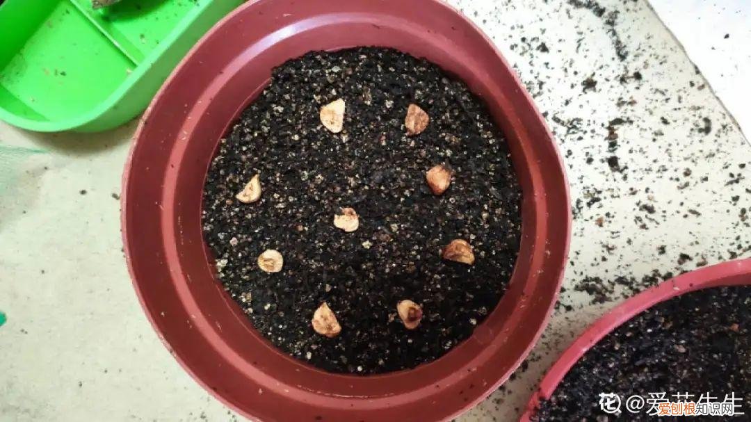 成活率高的花种子，20种花不用买，开完花等20天，爆出好多种子