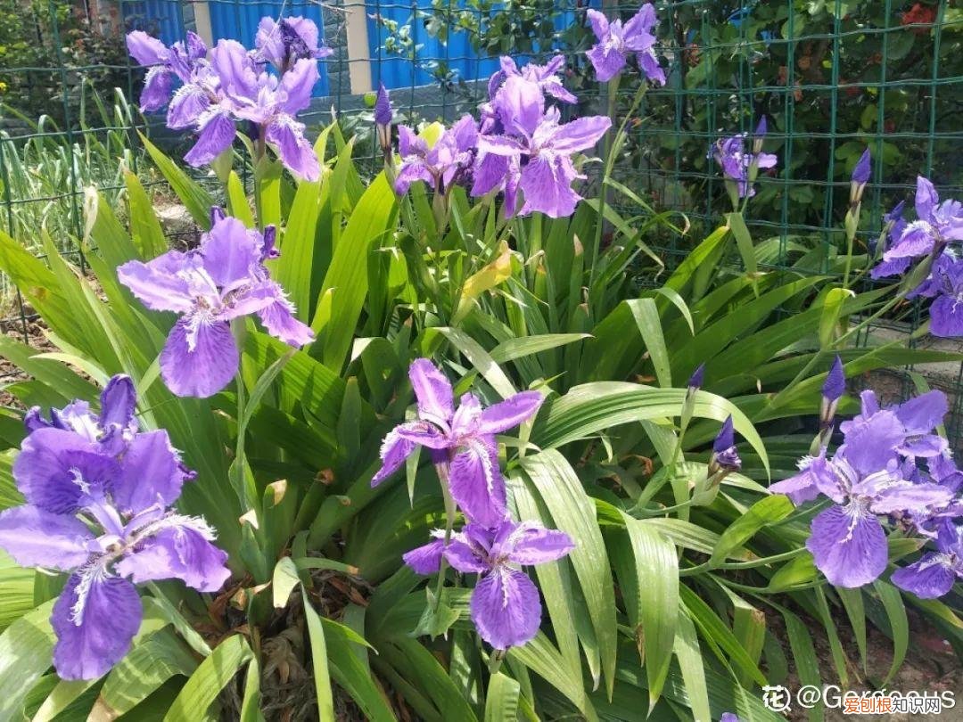成活率高的花种子，20种花不用买，开完花等20天，爆出好多种子