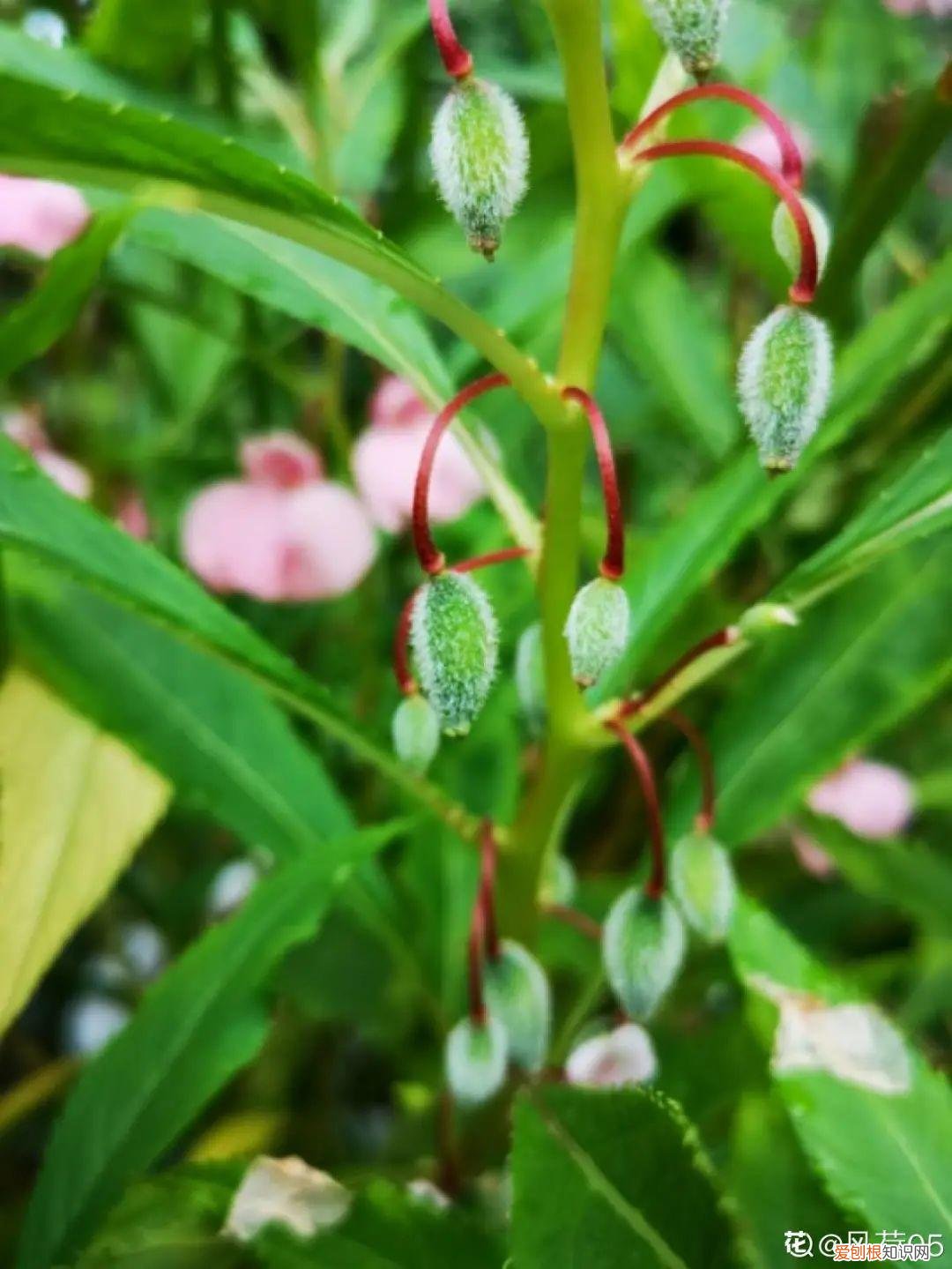 成活率高的花种子，20种花不用买，开完花等20天，爆出好多种子