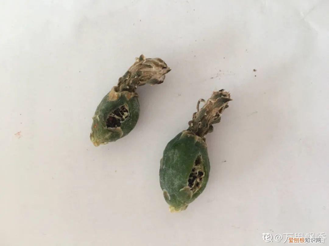 成活率高的花种子，20种花不用买，开完花等20天，爆出好多种子