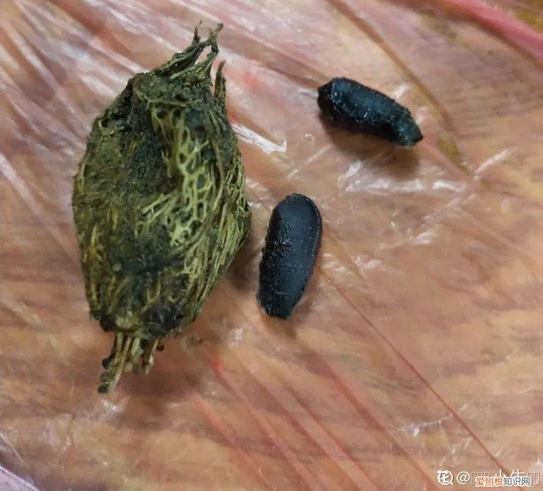 成活率高的花种子，20种花不用买，开完花等20天，爆出好多种子