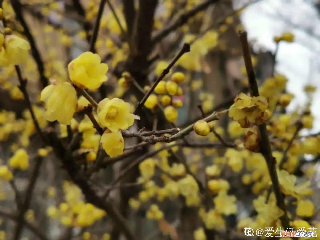 成活率高的花种子，20种花不用买，开完花等20天，爆出好多种子