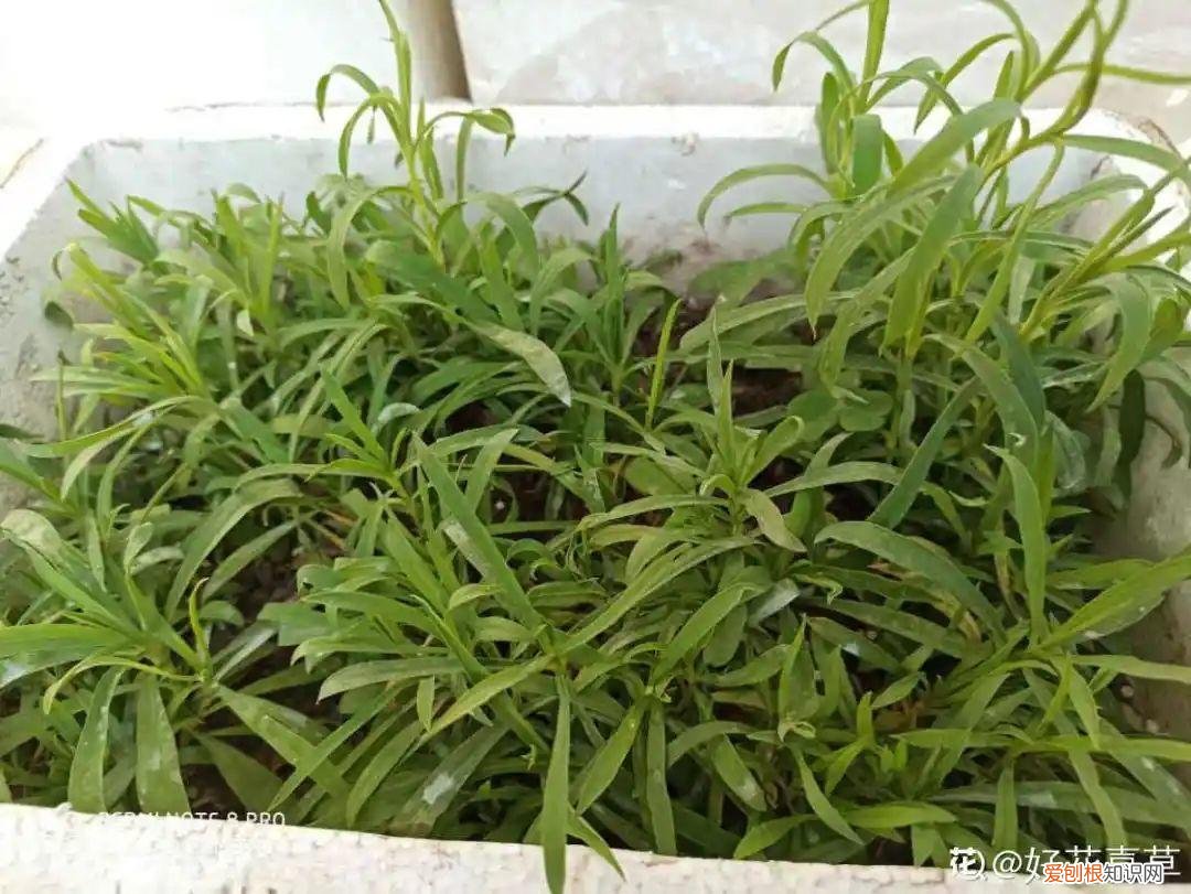 成活率高的花种子，20种花不用买，开完花等20天，爆出好多种子