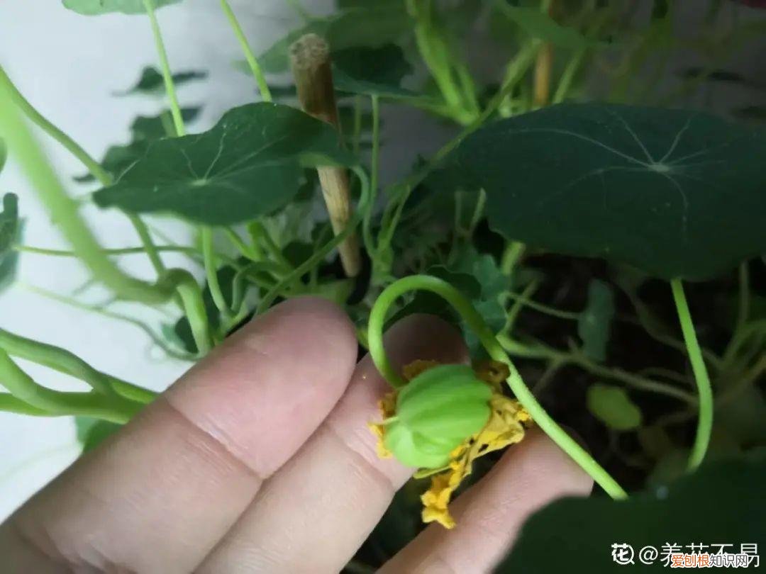 成活率高的花种子，20种花不用买，开完花等20天，爆出好多种子