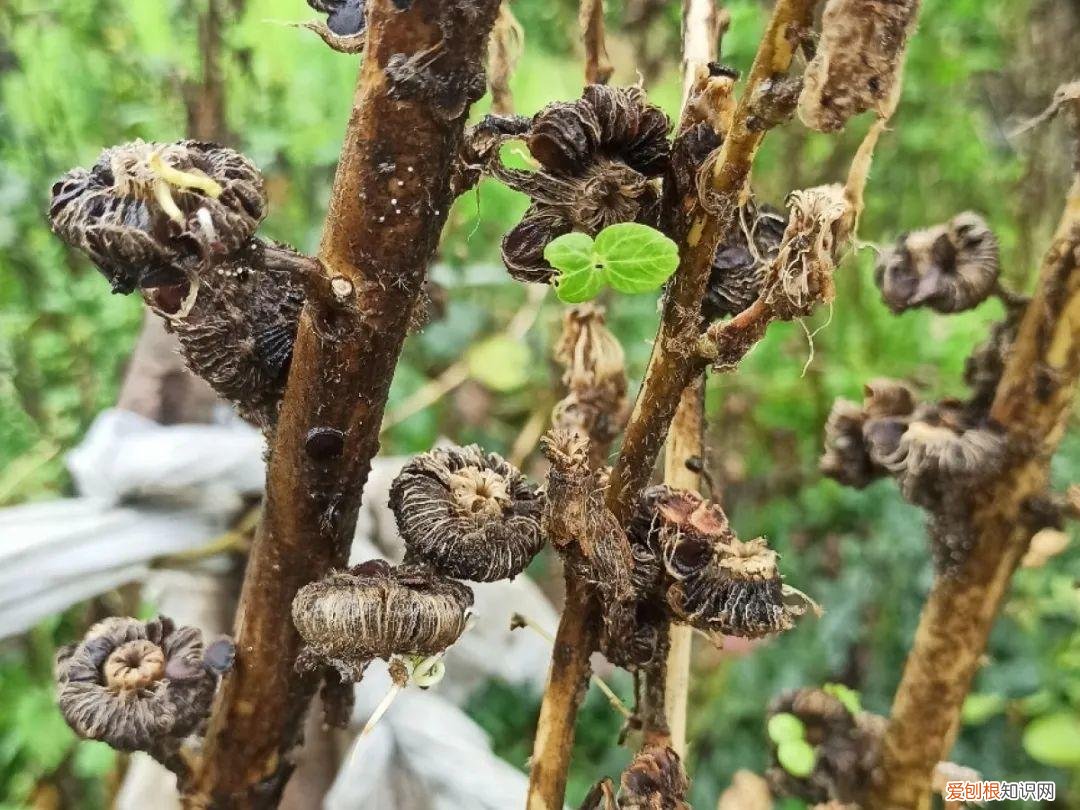 成活率高的花种子，20种花不用买，开完花等20天，爆出好多种子
