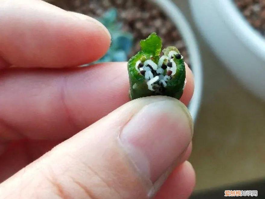 成活率高的花种子，20种花不用买，开完花等20天，爆出好多种子
