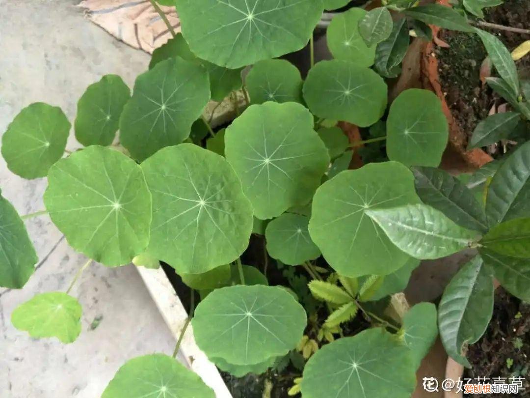 成活率高的花种子，20种花不用买，开完花等20天，爆出好多种子