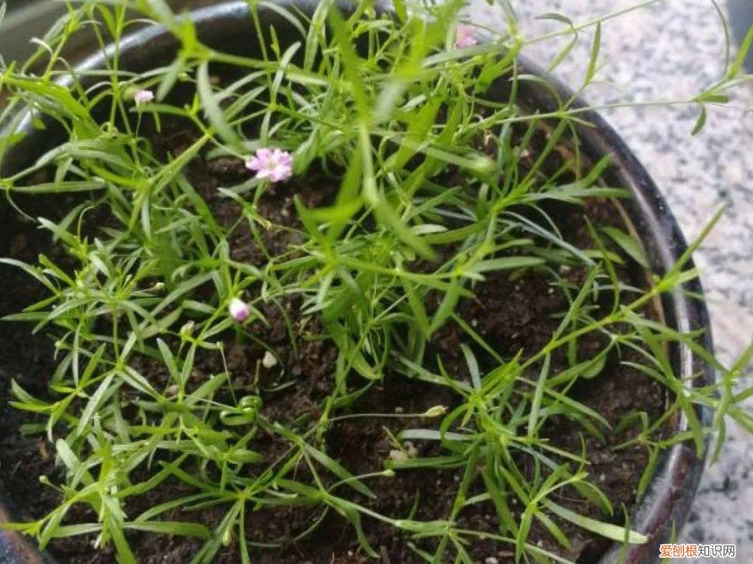 成活率高的花种子，20种花不用买，开完花等20天，爆出好多种子