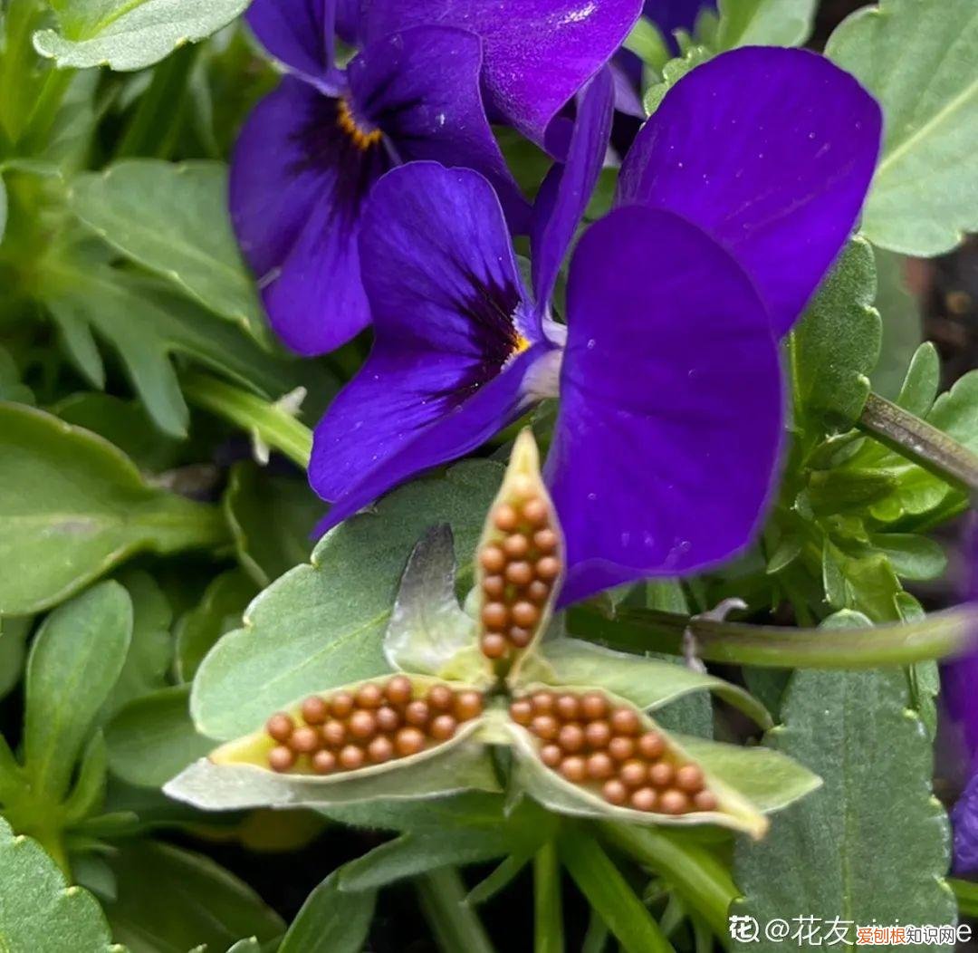 成活率高的花种子，20种花不用买，开完花等20天，爆出好多种子