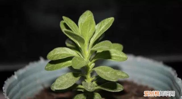 什么花剪枝后 更能开花，4月养花，枝头剪一剪，1个月后开成大花球，整年都好看！