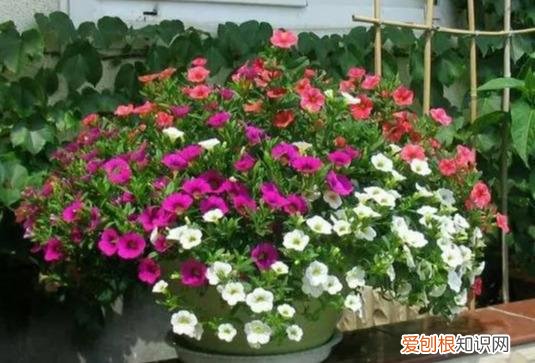 什么花剪枝后 更能开花，4月养花，枝头剪一剪，1个月后开成大花球，整年都好看！