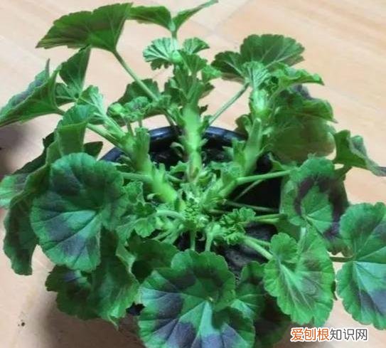 什么花剪枝后 更能开花，4月养花，枝头剪一剪，1个月后开成大花球，整年都好看！