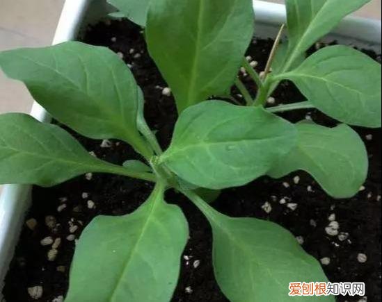什么花剪枝后 更能开花，4月养花，枝头剪一剪，1个月后开成大花球，整年都好看！