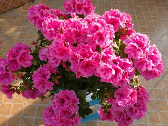 什么花剪枝后 更能开花，4月养花，枝头剪一剪，1个月后开成大花球，整年都好看！
