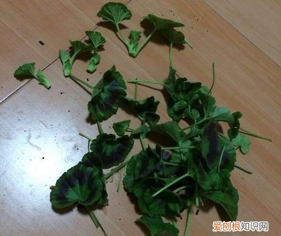 什么花剪枝后 更能开花，4月养花，枝头剪一剪，1个月后开成大花球，整年都好看！