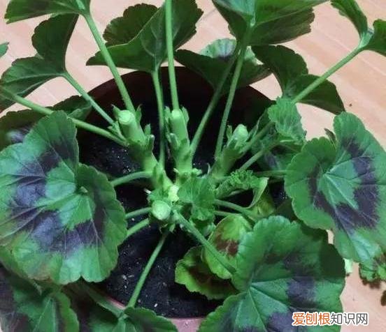 什么花剪枝后 更能开花，4月养花，枝头剪一剪，1个月后开成大花球，整年都好看！