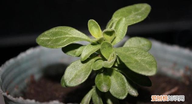 什么花剪枝后 更能开花，4月养花，枝头剪一剪，1个月后开成大花球，整年都好看！