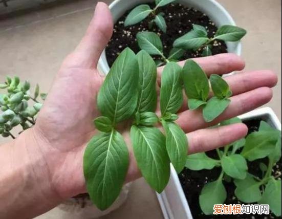 什么花剪枝后 更能开花，4月养花，枝头剪一剪，1个月后开成大花球，整年都好看！