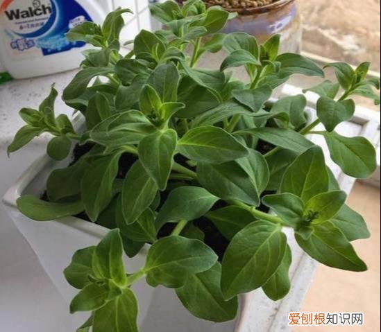 什么花剪枝后 更能开花，4月养花，枝头剪一剪，1个月后开成大花球，整年都好看！
