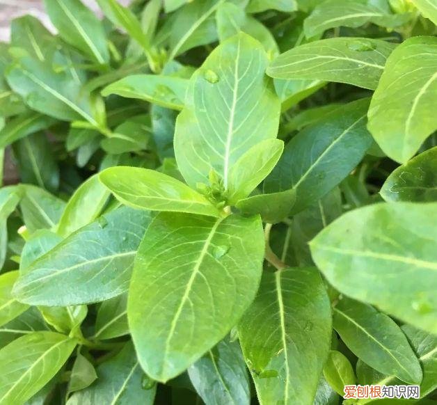 什么花剪枝后 更能开花，4月养花，枝头剪一剪，1个月后开成大花球，整年都好看！