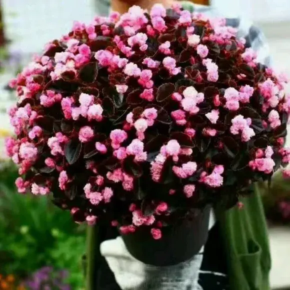 什么花剪枝后 更能开花，4月养花，枝头剪一剪，1个月后开成大花球，整年都好看！