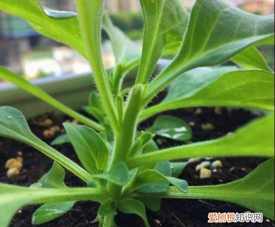 什么花剪枝后 更能开花，4月养花，枝头剪一剪，1个月后开成大花球，整年都好看！