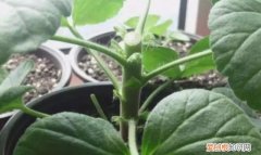 什么花剪枝后 更能开花，4月养花，枝头剪一剪，1个月后开成大花球，整年都好看！