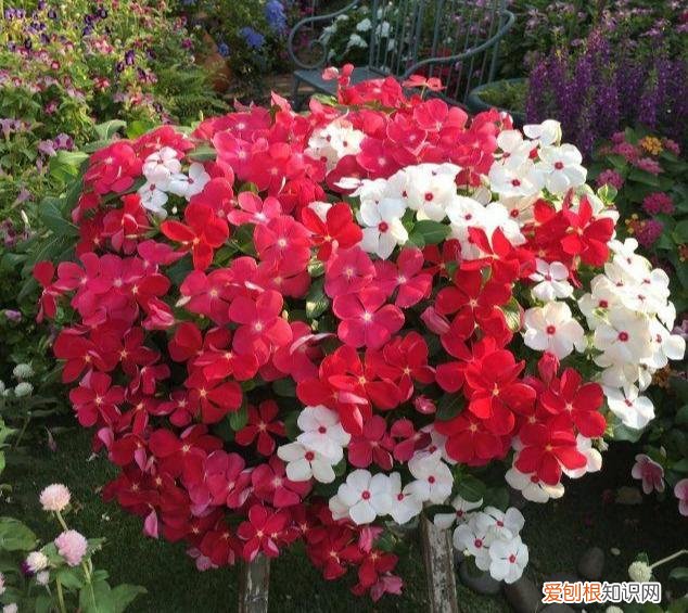 什么花剪枝后 更能开花，4月养花，枝头剪一剪，1个月后开成大花球，整年都好看！