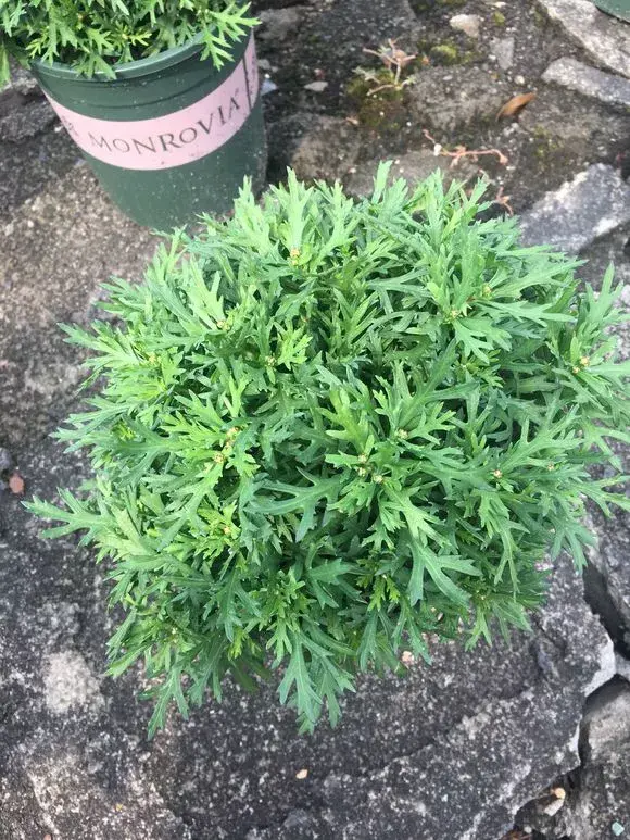 什么花剪枝后 更能开花，4月养花，枝头剪一剪，1个月后开成大花球，整年都好看！