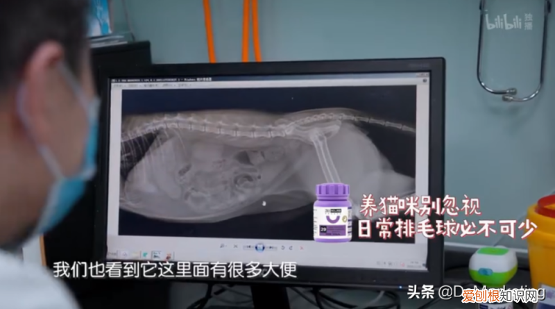 卫仕保健品怎么样，《宠物医院3》x 卫仕，如何撬动千亿宠物市场？