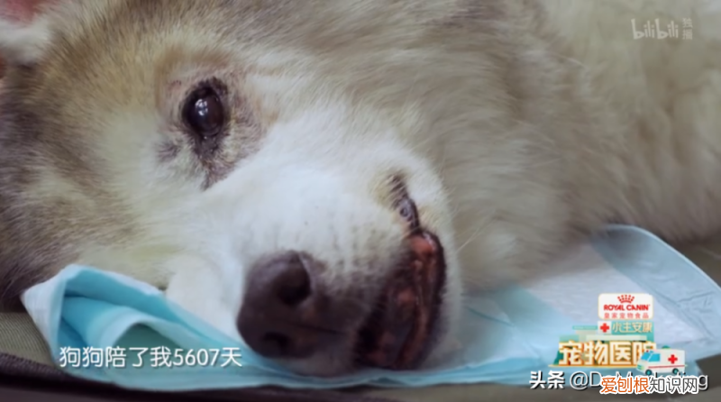 卫仕保健品怎么样，《宠物医院3》x 卫仕，如何撬动千亿宠物市场？