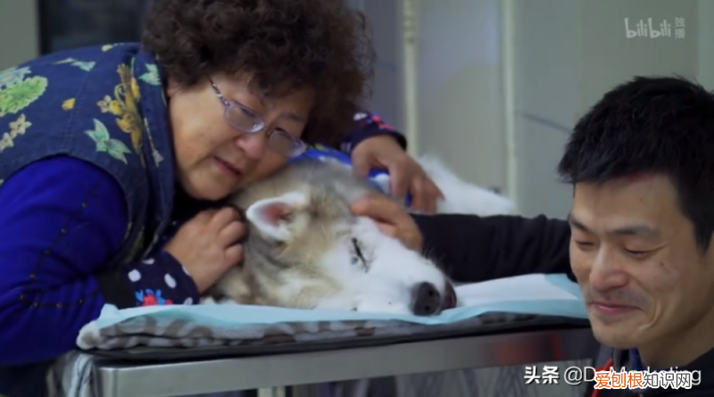 卫仕保健品怎么样，《宠物医院3》x 卫仕，如何撬动千亿宠物市场？