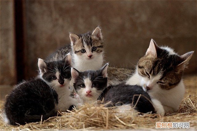 如何预防的猫传腹，如何预防猫传腹症状