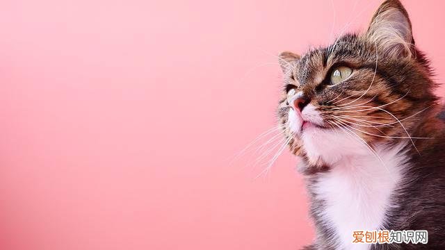 猫猫拉屎后擦屁股有血，猫咪拉屎后擦屁股有血