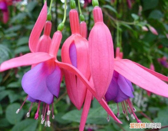 花盆里都是根系怎么办，4月份“别买花”，往花盆里放“枝条”，6天就生根，繁殖20盆！