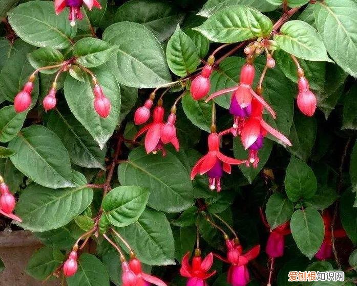 花盆里都是根系怎么办，4月份“别买花”，往花盆里放“枝条”，6天就生根，繁殖20盆！