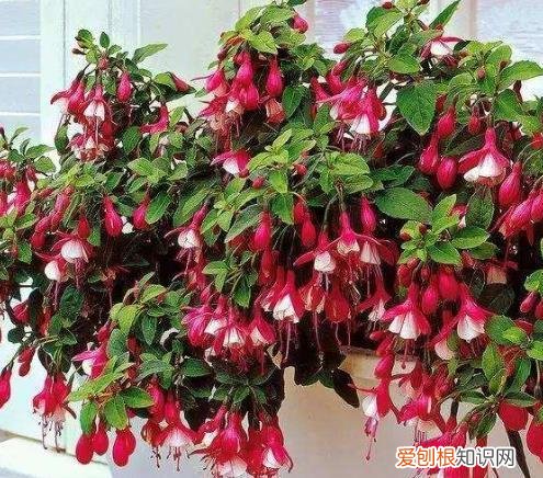 花盆里都是根系怎么办，4月份“别买花”，往花盆里放“枝条”，6天就生根，繁殖20盆！