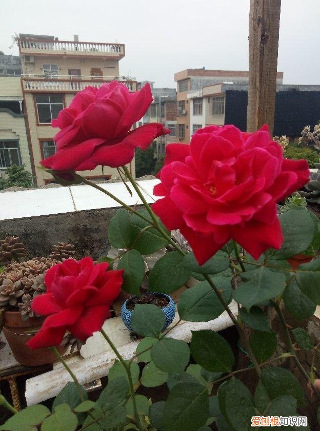 月季开完花结的果，想让月季开完花后结满果？有几个技巧不得不知，试了都说管用