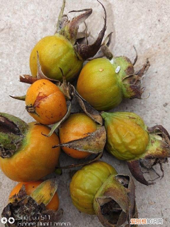 月季开完花结的果，想让月季开完花后结满果？有几个技巧不得不知，试了都说管用